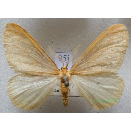 Agriopis aurantiaria (Hübner, 1799) male Zimowek pozłotnik Czech95j